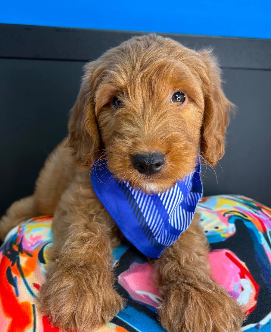 Happy puppy waiting for a home