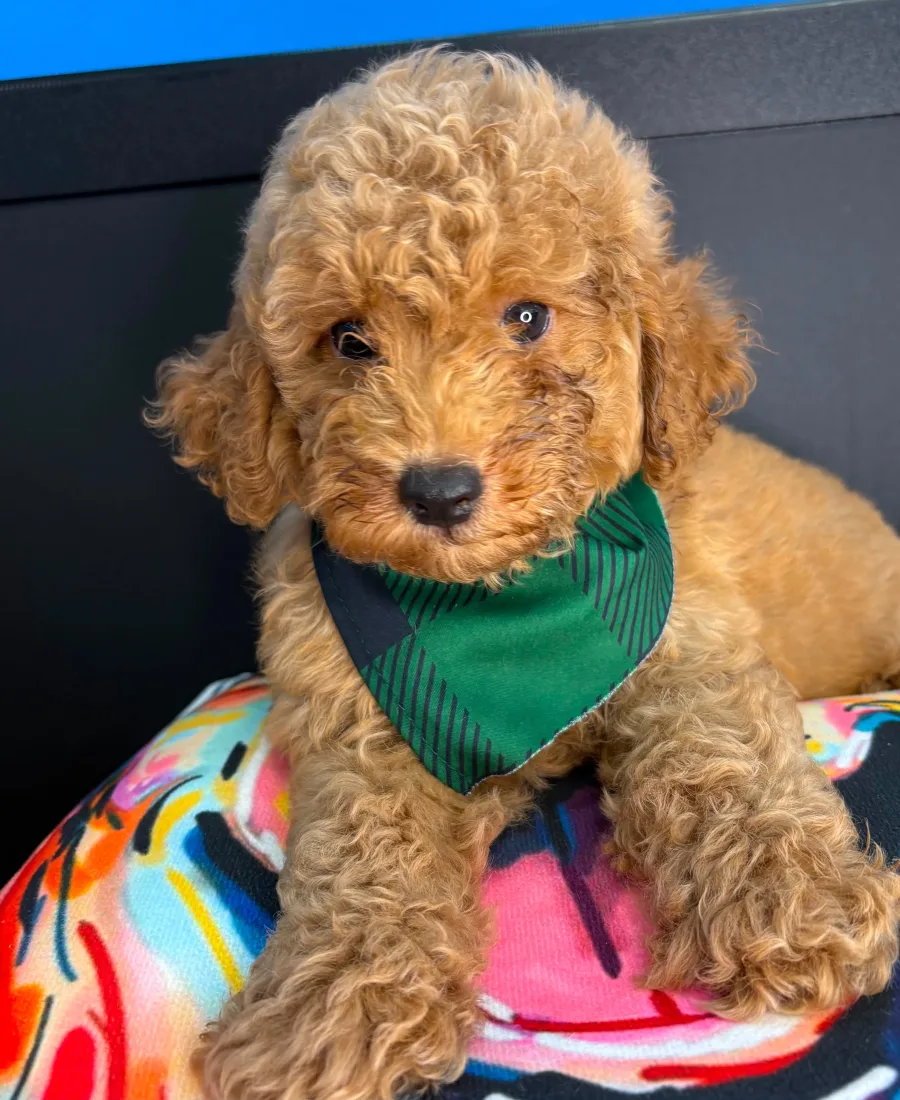 Happy puppy waiting for a home